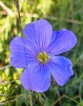 Linum alpinum